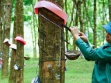 Lợi nhuận tăng trưởng nhờ ảnh hưởng từ tình hình chung trên thế giới
